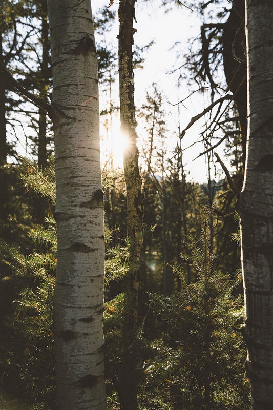 Where does Chaga Mushrooms Grow?