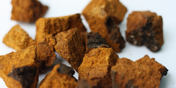 Unveiling Chaga Mushroom's Health Potential