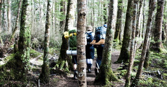 How to Harvest Chaga Mushroom