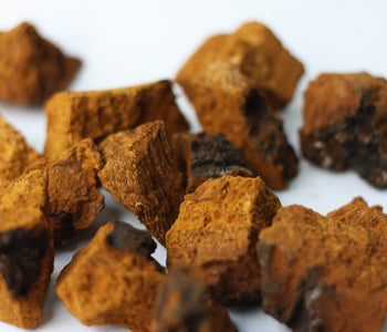 Unveiling Chaga Mushroom's Health Potential