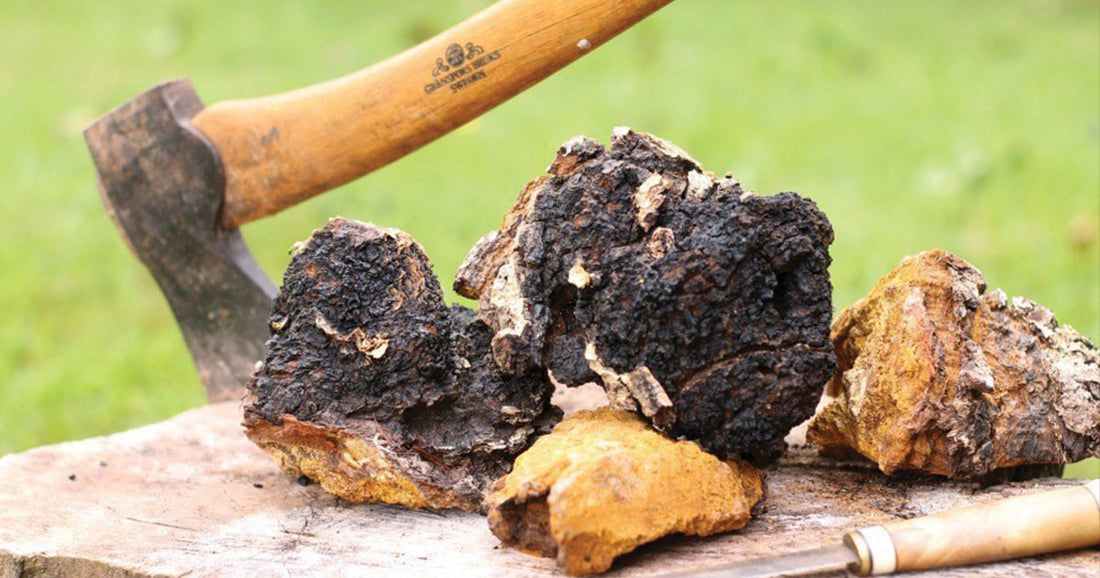 Common Questions about Chaga Mushrooms