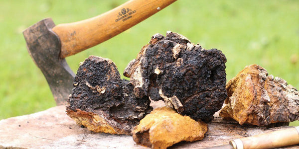 Common Questions about Chaga Mushrooms
