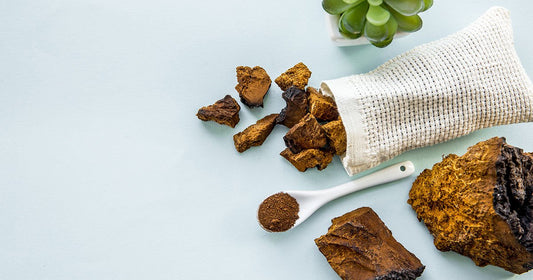 Chaga Tea Benefits