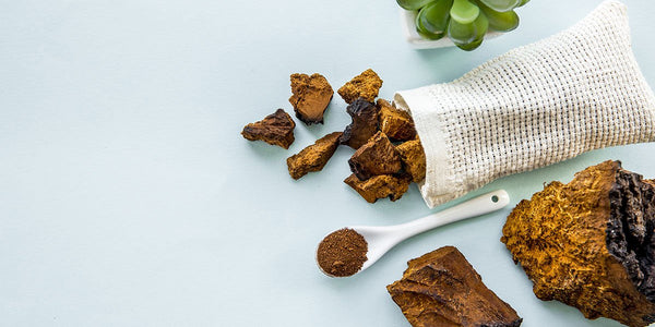 Chaga Tea Benefits