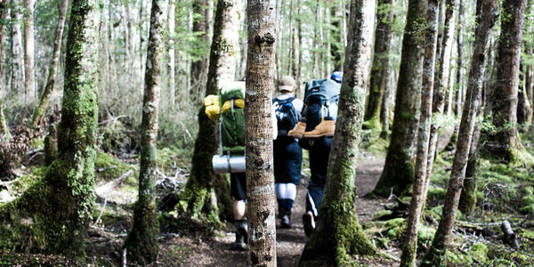 How to Harvest Chaga Mushroom