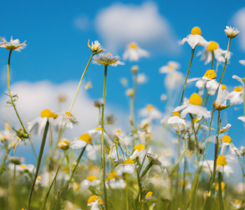 Chamomile: A Soothing Herb with Remarkable Health Benefits