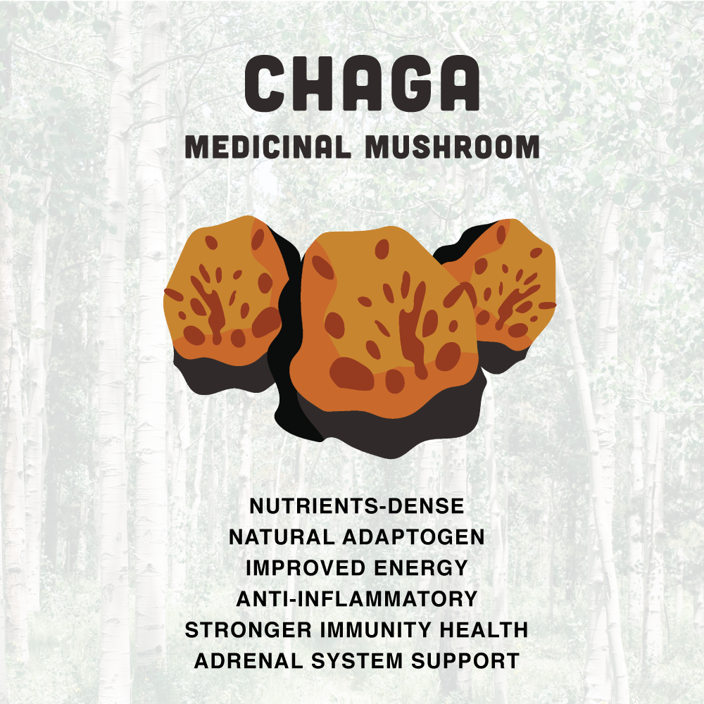 Cha-Cha Chaga Tea – Chaga Mushroom Tea